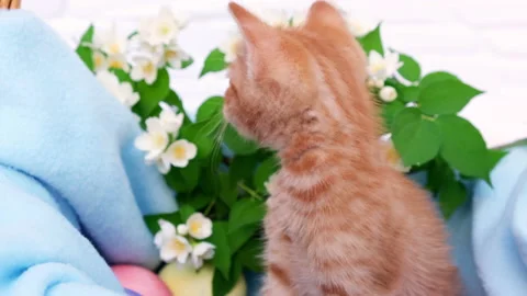 A small red tabby kitten sits comfortably in a blue blanket and looks around Stock Footage 166634831