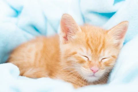 A small red tabby kitten sleeping in a blue blanket. The concept of taking care Stock Photos