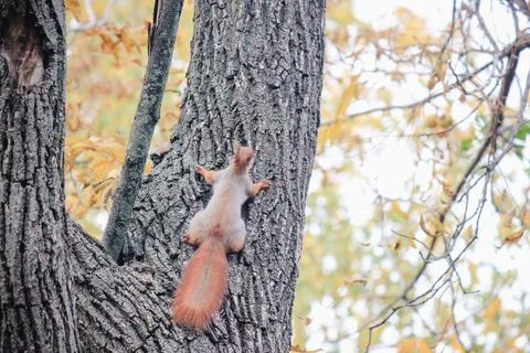 A small red-tailed squirrel is climbing up a thick textured tree trunk in a.. Stock Photos