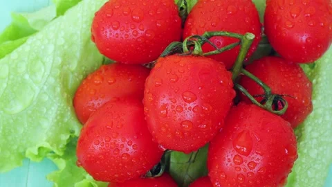 Small red tomatoes green lettuce Stock Footage 236542274