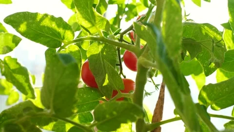 Small red tomatoes growing on a branch at home. Stock Footage 249722621