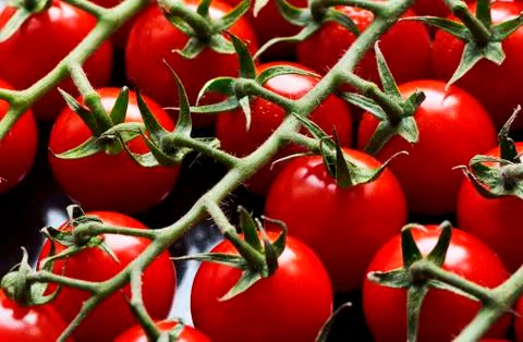 Small red tomatoes Stock Photos