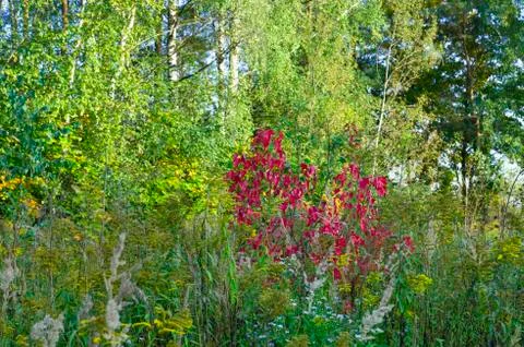 Small Red Tree. Maple Stock Photos