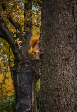 Small red tree squirell on tree trunk Stock Photos