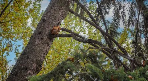 Small red tree squirell on tree branch Stock Photos