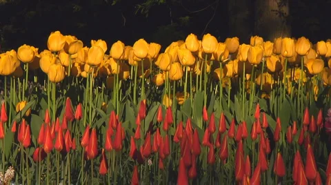 Small red tulips Stock Footage 4987849