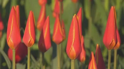 Small red tulips Stock Footage 10741871