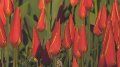 Small red tulips Stock Footage 10741910