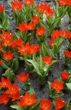 Small red tulips Foto stock