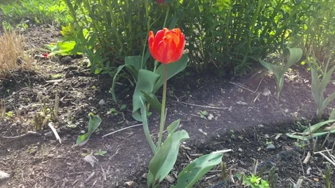 Small red tulp in bloom in the sun on a flower bed Stock Footage 240134169