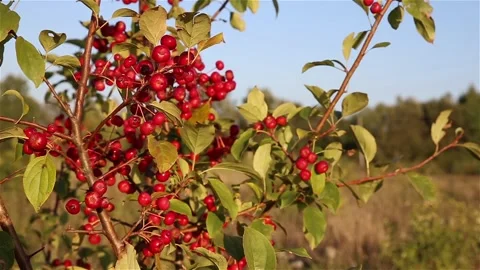 Small red wild apples on the tree branch Stock Footage 160288368