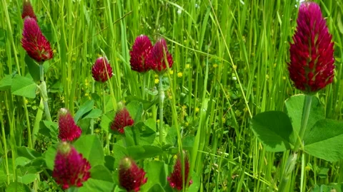 Small Red Wildflowers in Meadow | Calm Nature Footage 44s Stock Footage 336735011