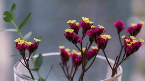 Small red-yellow flowers stand in the background of a window 库存影片 80968831