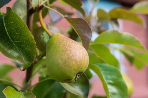 A small red-yellow pear on a blurred green-pink background. Stock Photos