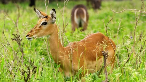 Small reddish brown female Impala grazing in grassland with its herd. Stock-Footage 255768516