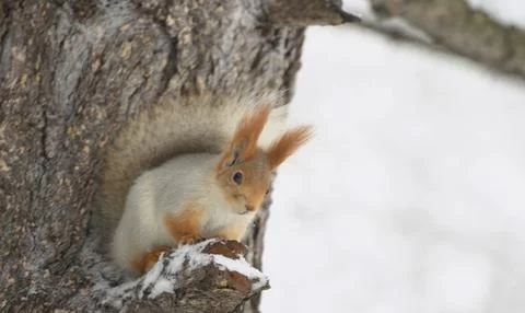 A small, reddish-brown squirrel is perched on a tree branch Foto stock