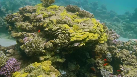 Small Reddish Fish Swimming Around Coral Reef in Tropical Waters Stock Footage 311938844