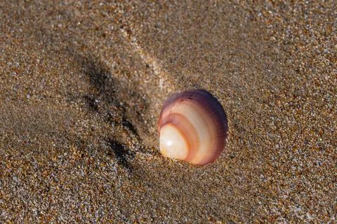 Small Reddish Seashell Embedded in Coarse Beach Sand Stock Photos