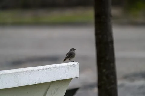 Small redstart bird sitting on a bench Stock-Fotos