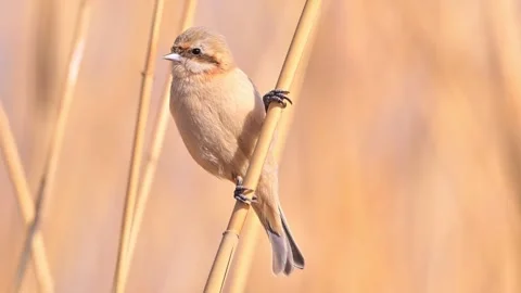 Small Reed Bird Perched on a Dry Grass Stem in Golden Hour Sunlight 스톡 동영상 331691512