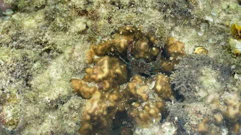 Small Reef Crab Hidden Between Coral Colonies in Tropical Tide Pool Stock-Footage 339642922
