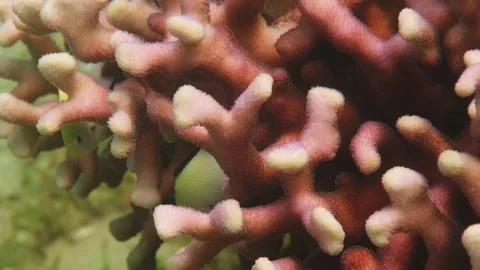 Small Reef Fish Among Finger Coral (Porites porites) in Tropical Underwater Scen Stock Footage 311925088
