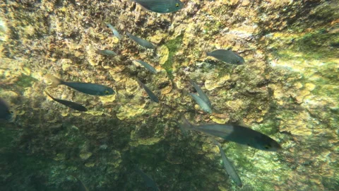 Small reef fish. Stock Footage 278986039