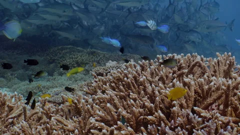 Small reef fish over coral, school of Bigeye Trevally fill the background. Stock Footage 295313572