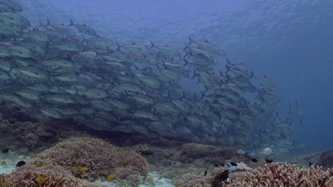 Small reef fish over coral, a school of Bigeye Trevally fill the background Stock Footage 295314229
