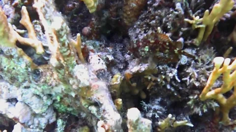 Small Reef Fish Resting Among Fire Coral in Las Cabanas, Red Sea, Egypt Video stock 341290771