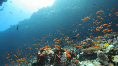 Small reef fish in strong current Stock Footage 666493