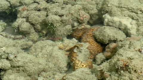 Small Reef Sentinel Patrolling a Tropical Tide Pool Habitat 動画素材 337450520