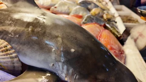 Small Reef Shark Displayed on Ice at Phuket Seafood Market Thailand 4K 스톡 동영상 338003935
