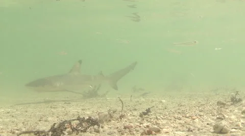 Small Reef Shark Stock Footage 46517580