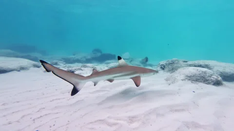 Small reef shark swimming in shallow turquoise water near Perhentian Island Stock Footage 314636197