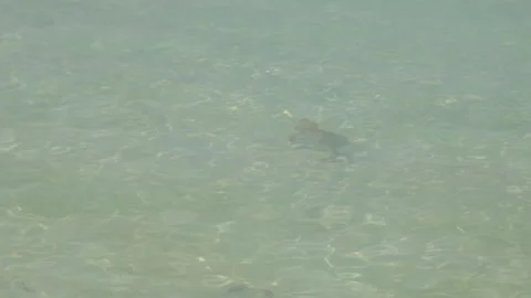 Small reef shark swims on the beach in Maldives 動画素材 240864669