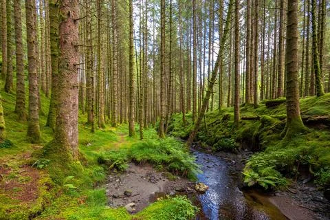 Small reek in a forest Stock Photos