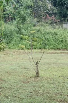 Small Regrowing Sapling on Lawn with Wild Vegetation Stock Photos