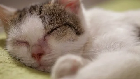 Small rescue kitten sleeping after cleaning Stock Footage 86596688