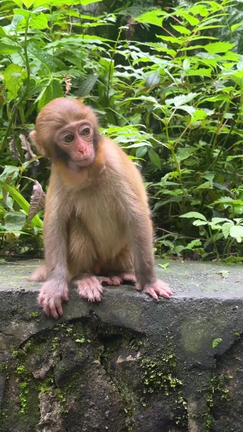 Small rhesus macaque monkey sitting rock edge in forest. Stock Footage 336544772