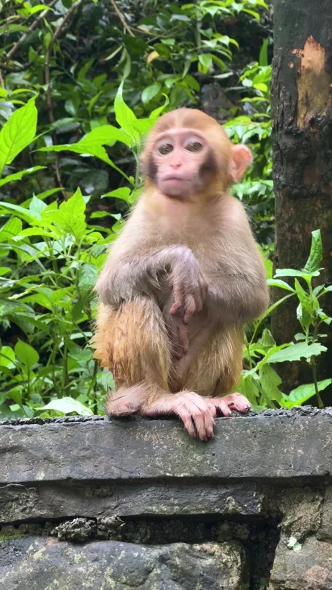 Small rhesus macaque monkey sitting rock edge in forest. Stock Footage 336545501