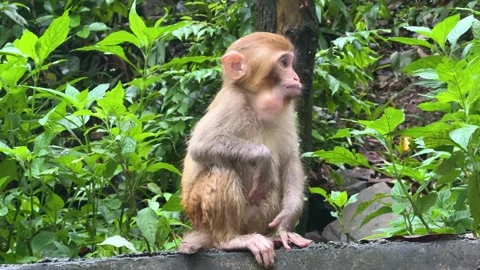 Small rhesus macaque monkey sitting on a rock edge in a forest. Stock Footage 336545997