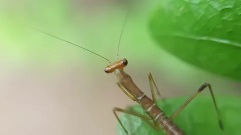 Small rhombodera on the branch Stock Footage 236026972