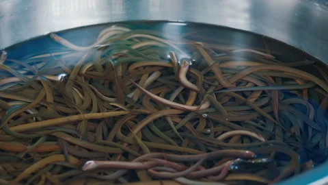 Small rice eels moving underwater in metal container Stock Footage 303763527
