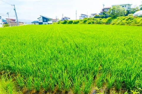 Small Rice Plants Farming Plot Land Japan Houses H Residential houses seen... Foto stock