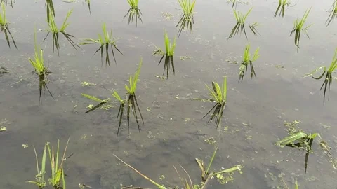 Small rice plants field with irrigation water Stock Footage 301399784