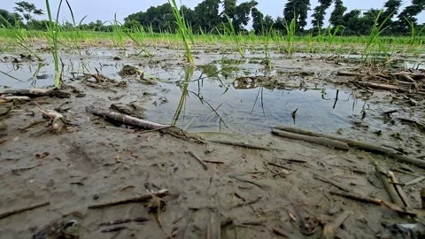Small Rice Shoots Standing Inside Wet Silt Field 库存影片 339989456
