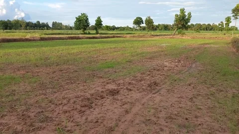 Small rice sprouts growing on a rural agricultural farm Stock-Footage 336823656