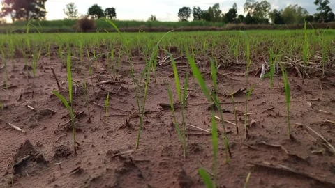 Small rice sprouts growing on a rural agricultural farm Video stock 336824421