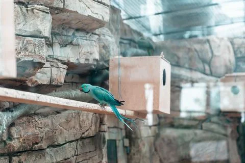 Small ringed parrot . lat. Psittacula krameri - in the zoo. Stock Photos